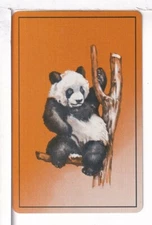 Single Vintage ID Named Animals, "Panda" Playing Card AN 8-27 B
