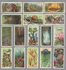 CIGARETTE CARDS. Player Tobacco.WONDERS OF THE DEEP. (Full Set of 50). (1904).