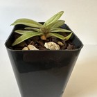 RARE  EXTRAORDINARY VARIEGATED PAPHIOPEDILUM DELANATII Orchid Plant — photo 5