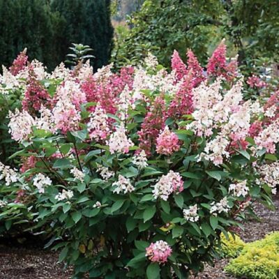Bloomin' Easy Candelabra  Hardy Hydrangea - Live Plant - ( 1 QT )