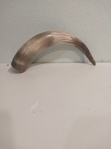 Cow Horn 10" Natural Unpolished. Lightly Sanded