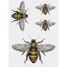 4 x 'Bee' Temporary Tattoos / Transfers TO00055741 