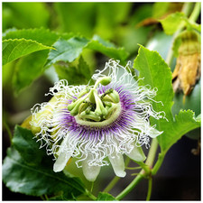 Passiflora Edulis Passion Fruit in Large 2L Pot, Tasty Exotic Fruits and Flowers