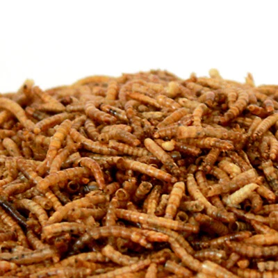 KOIFRIEND 2 x 1 kg Mehlwürmer getrocknet Koifutter Reptilien Fische Nager Vögel Fisch Igel