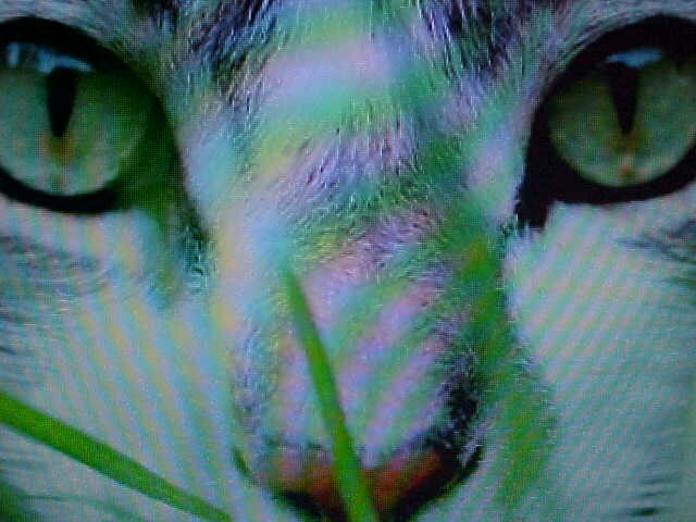 1000  CAT DOG OAT WHEAT RYE GRASS SEED Digestive Aid Bird Rabbit Turtle Squirrel