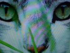 2000  CAT DOG OAT WHEAT RYE GRASS SEED Digestive Aid Bird Rabbit Turtle Squirrel