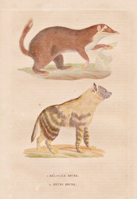 Ferret-badger Sonnendachse Brown hyena Schabrackenhyäne Stahlstich Drapiez 1850