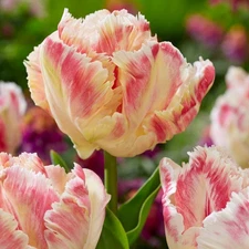 6 - BLUSHING PARROT TULIP Flower Bulbs - NEW & STUNNING - Supplies Limited