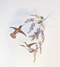 John Gould GREEN-FRONTED Hummingbirds Vintage Bird Art Print Bookplate S-49