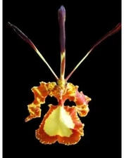 Psychopsis  Mendenhall 'Hildos' FCC/AOS  (3.5” pot)