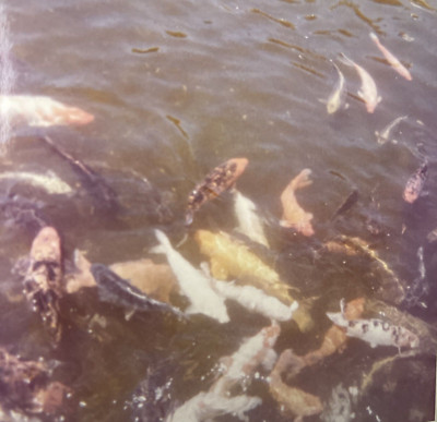 1960s School of Multicolored Fish Aquarium Water Animals Original Photo P14i20