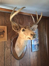 Vintage Deer Shoulder Mount 7 Point Buck Head Den Bar Man Cave Decor
