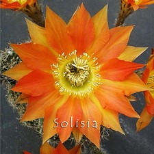 Echinopsis hybrid "Laika" cactus, Kakteen