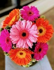 gerberdaisydoll