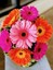 gerberdaisydoll