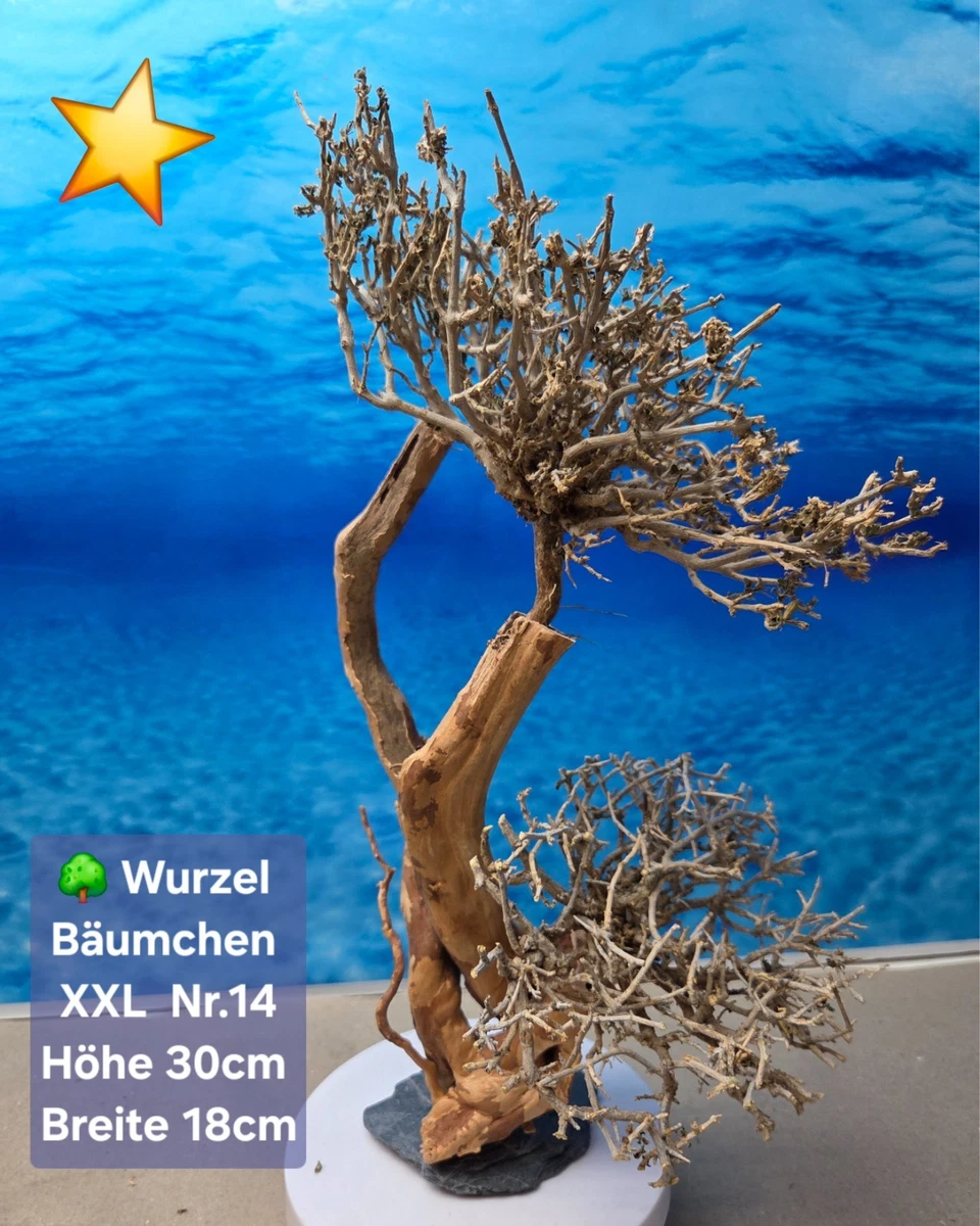 Aquarium Bonsai online kaufen | eBay.de