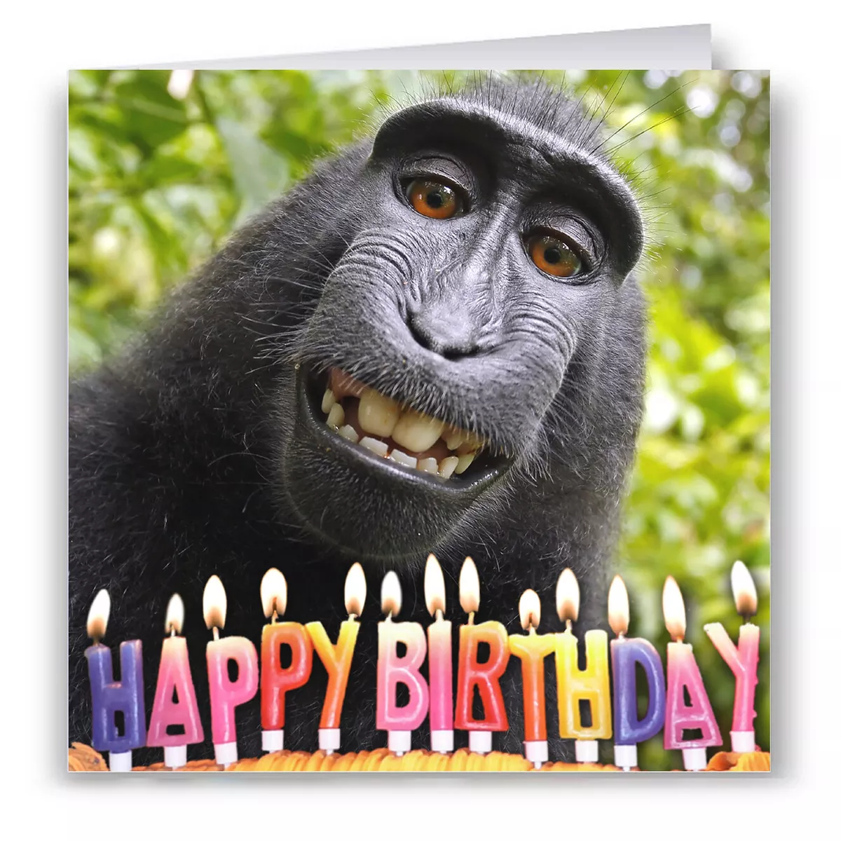 Funny Monkey Birthday Card
