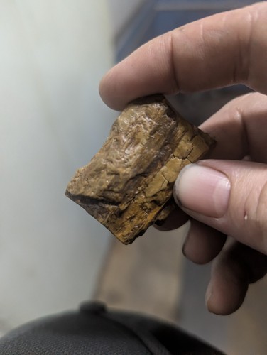 Fossil Scorpion On Petrified Wood 