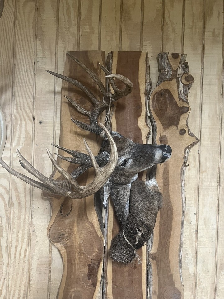Replica Deer Mount, Hanging Dead. Half Pack Mount. Real Hide/ Replica