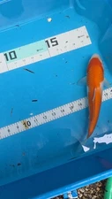 10in Kohaku  Japanese Koi Live Imported KoiGazer