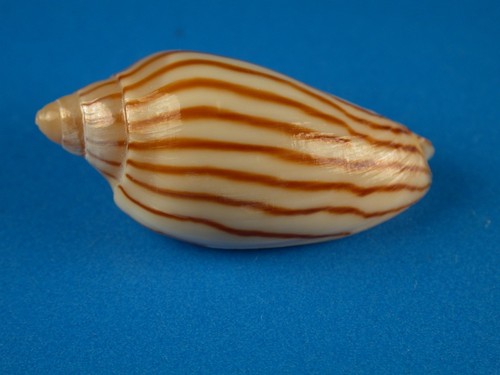 Amoria dampieria, schönes dunkles Streifenmuster, 30,0 mm, Australien Muschel