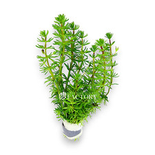 Bacopa Myriophylloides Aquarium Plants Factory