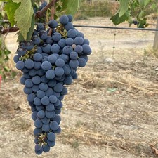 PLANTE DE RAISIN BASSIAN en pot âge 2/3 ans VARIÉTÉ RÉSISTANTE AUX MALADIES