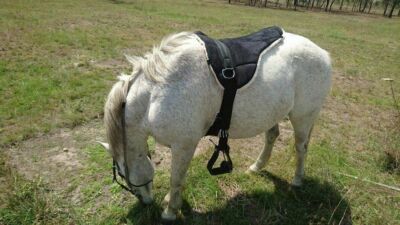 Equipride Bareback Reitunterlage Ponypad 6 Farben Größe Shetland Pony und voll 