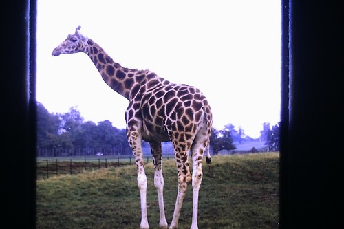 35 mm Folien Fotos Woburn Safari Park Giraffen Kamel Affe Nashörner 1975 Menge X6 - Bild 4 von 6