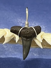 SHARK TOOTH PENDANT . 3/4 Inch Fossilized LEMON Shark Tooth From Bone Valley Fl 