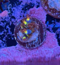 RRU Angry Birds WYSIWYG 1+ Inch Coral Acro Mother In 2nd Pic (Frag 2 Of 2) SPS