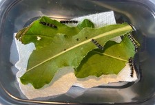 5 Live Painted Lady Butterfly CATERPILLARS - Live