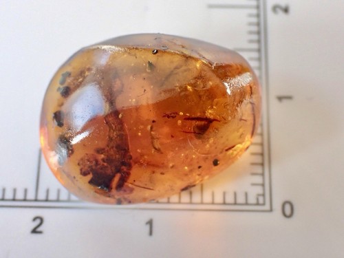 99MYO GINSENG / MANDRAKE ROOT Burmite Amber Fossil Insect DINOSAUR AGE Plant - Bild 10 von 10