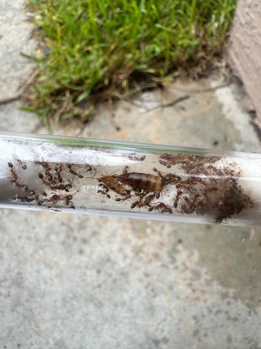 Tetramorium bicarinatum 2 ant queens With 20+ workers and brood