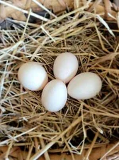 6 Pure White Fertile Silkie Hatching Eggs Ready To Ships Now!!