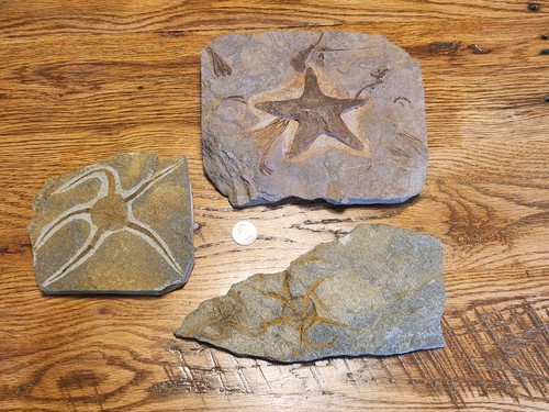 Lot Of Fossilized Starfish And Crinoids