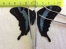 MB 20  A+/A   LIQUIDATION SALE Papilio Rare  CLOSE OUT SALE
