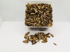 Heimchen subadult 1kg Frostfutter Futterinsekten f V&ouml;gel Heimchen gefroren