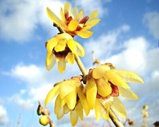 Wintersweet, Chimonanthus praecox, rare fragrant shrub, winter flowering, 15cm