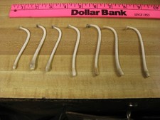 Raccoon Baculum Bone   You Are Buying 1 Bone Only