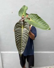 Anthurium King Veitchi Black Real Picture Very Beauty