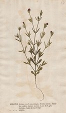 Leimkräuter Leimkraut Silene Naturselbstdruck nature printing Kniphof 1757