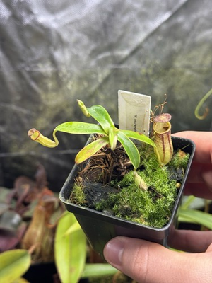 #ad Nepenthes Micramphora BCP Clone Rare Miniature Species Tiny Pitchers $104.99