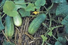 PICKLING CUCUMBER SEED, NATIONAL, HEIRLOOM, NON GMO, 25+ SEEDS, PICKLE