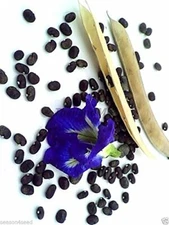 Fresh Blue Butterfly Per 50 Seeds Pack 100% New Original Sri Lanka