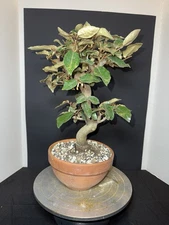 Silverberry Bonsai Tree (Elaeagnus) – 25+ Years Old | 1” Trunk | Rare Species
