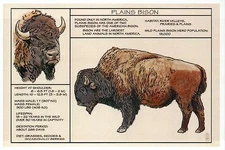 Plains Bison, Information Diet etc., Buffalo -- Modern Technical Animal Postcard