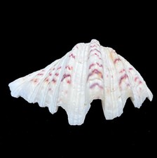 Giant clamshell seashell tridacna half measuring an impressive 22 cm.