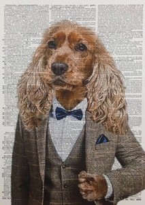 cocker spaniel outfits