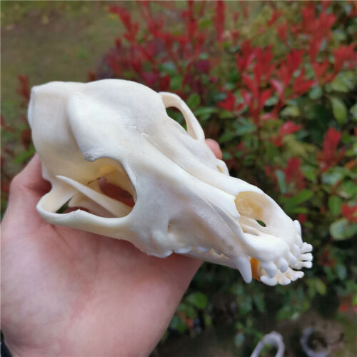 1pcs real animal skull decoration, skull collection specimen crafts 16x10  cm | eBay